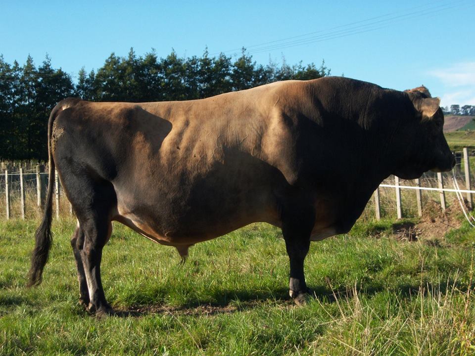 Brown bull standing in field from Ardachie