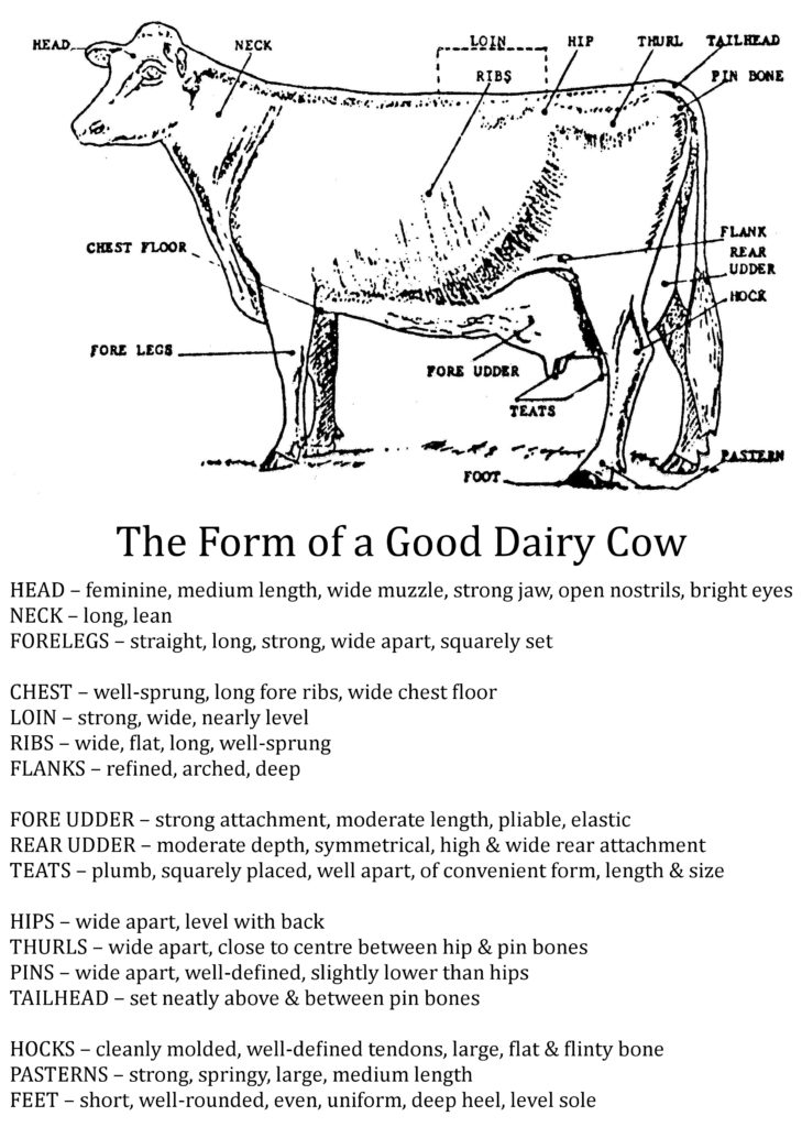 Cow Body Parts And Their Functions - All About Cow Photos