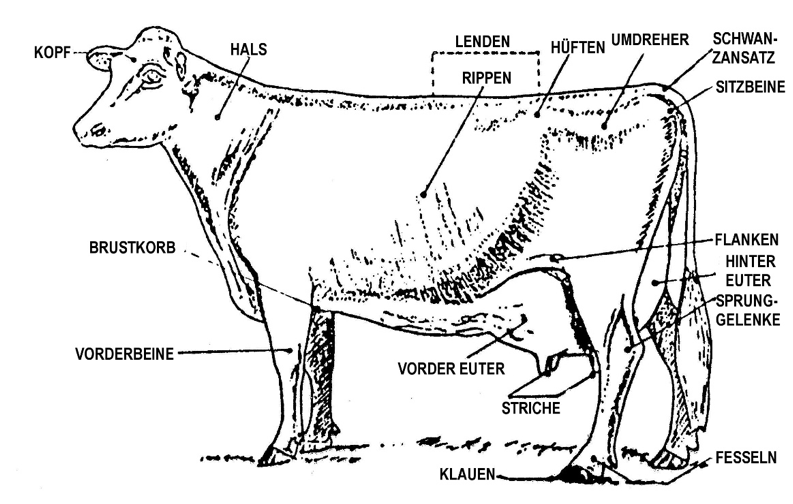 illustration of cow with parts in german