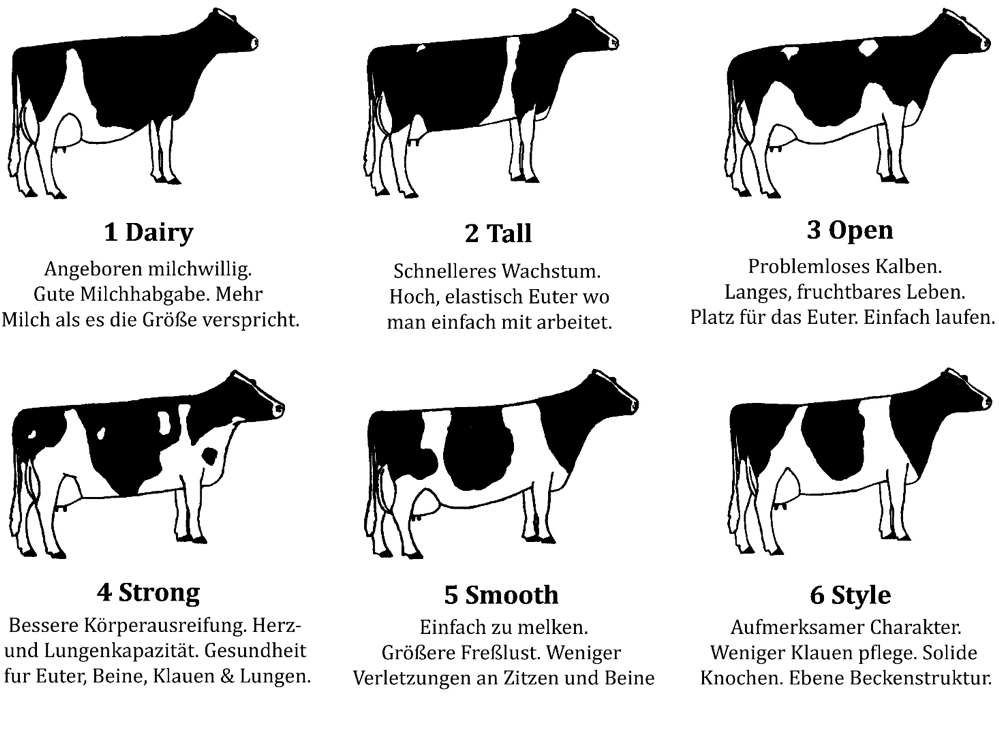 drawing of cows in german