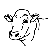 drawing of male bull head