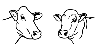 illustration of female cow head and male bull head