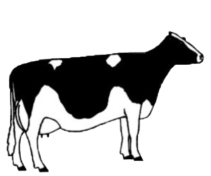 illustration of cow type three