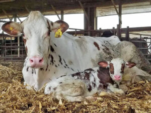 White holstein cow with calf laying in hay in barn